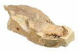 Ordovician Cephalopod (Gonioceras) Fossil - Wisconsin #203657-1